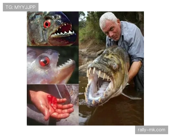 菲尔普斯早上吃的竟然是五条煎鱼？这生活是水里游出来的吗…